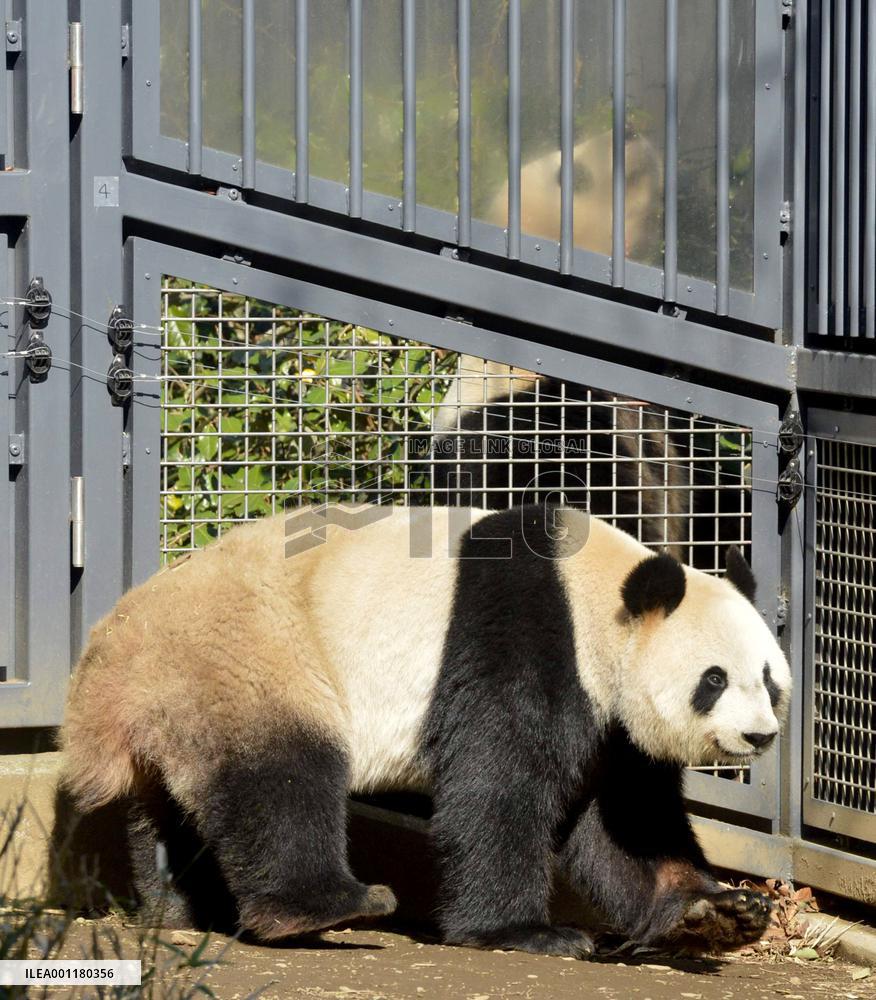 Public viewing of pandas resumes at Tokyo's Ueno Zoo