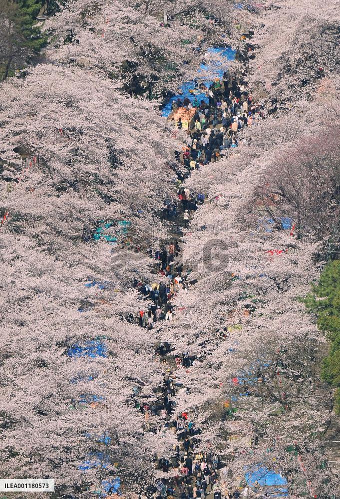Cherry blossoms in Tokyo