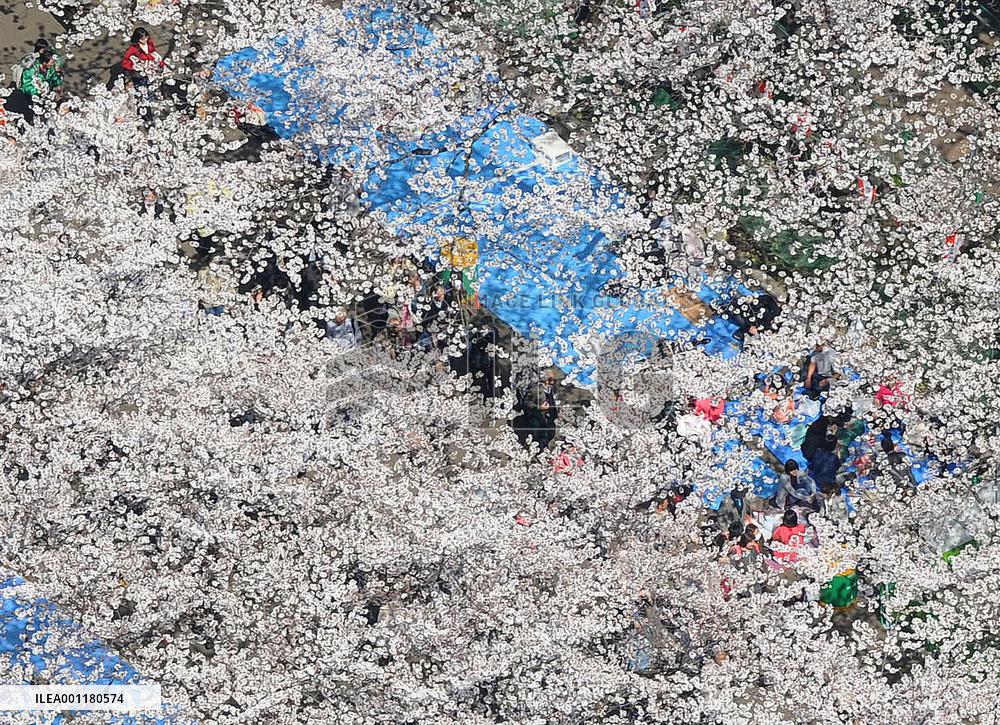 Cherry blossoms in Tokyo