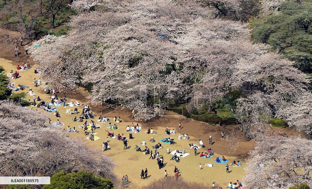 Cherry blossoms in Tokyo