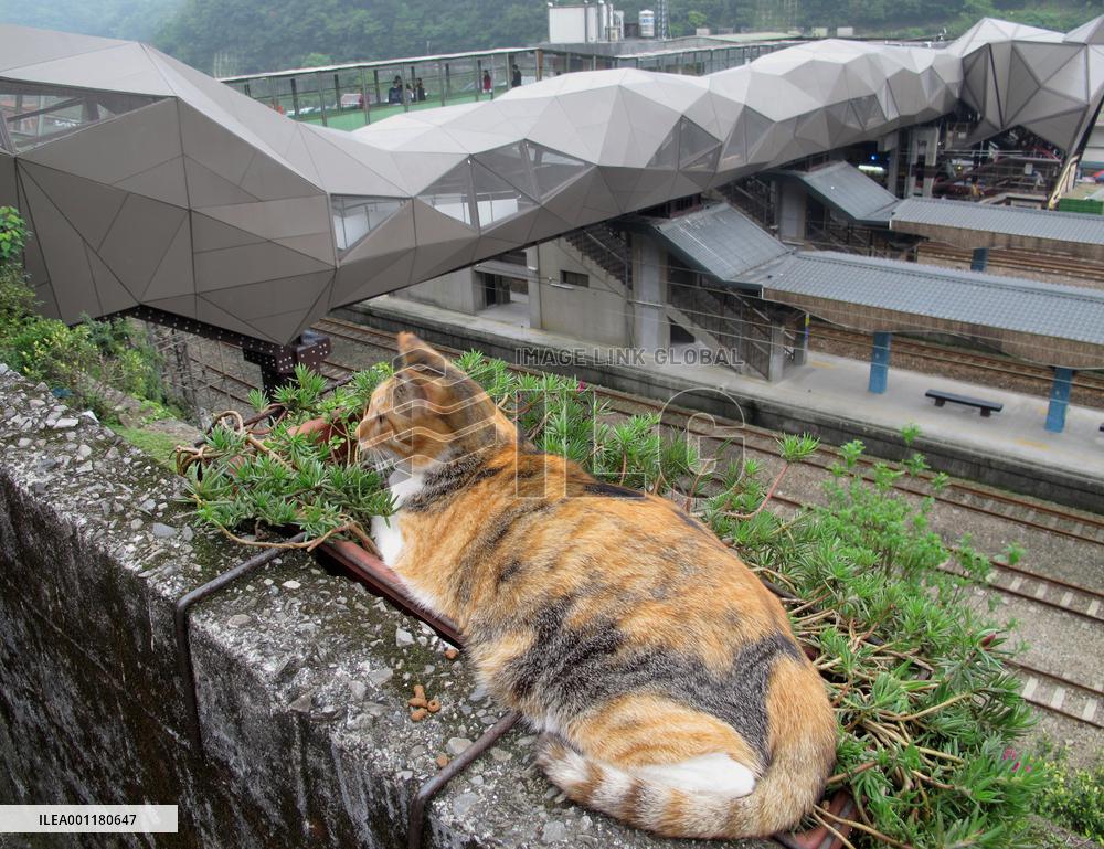 Cat-friendly overpass in Taiwan