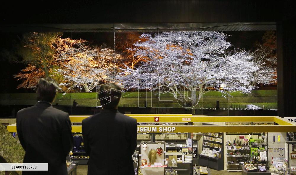 Cherry blossoms picturesque illumination