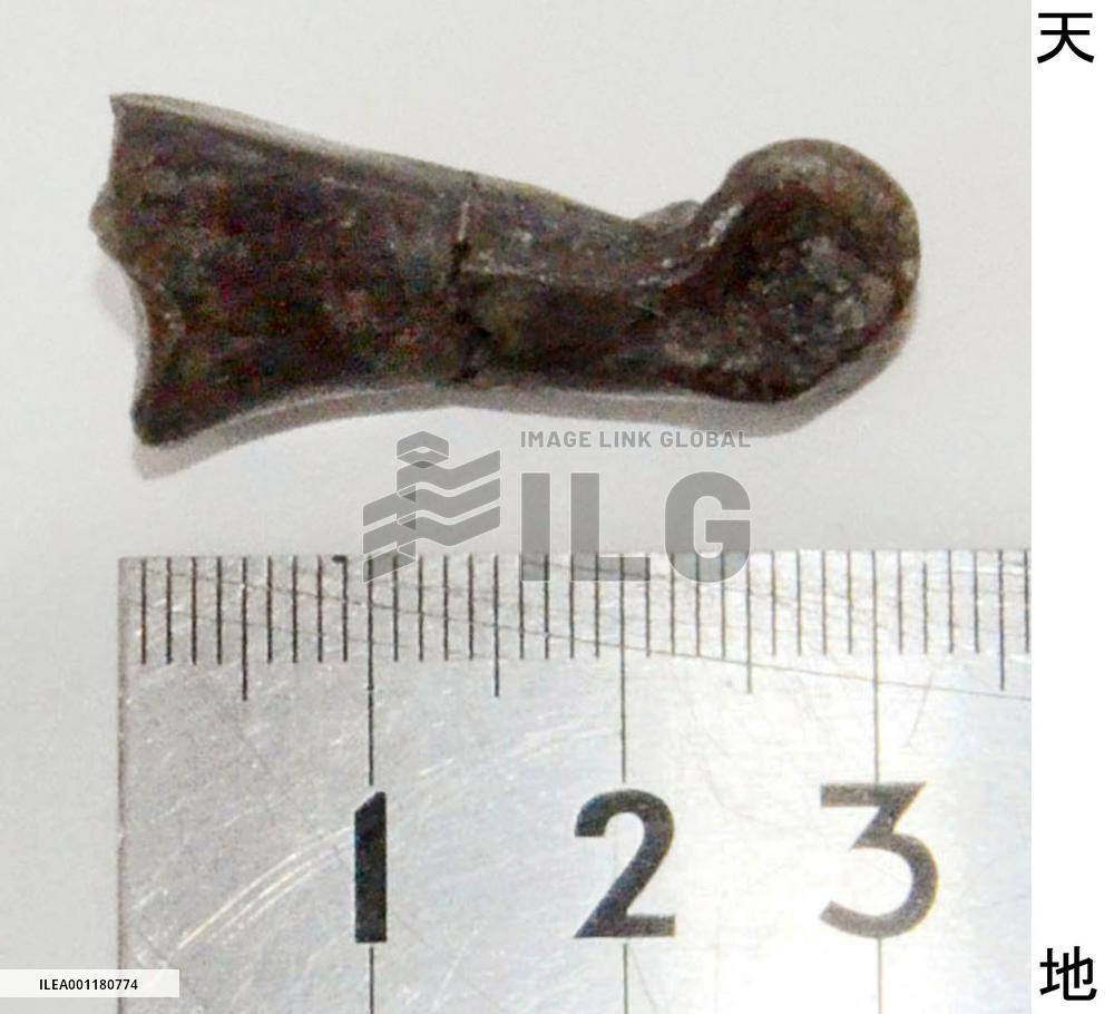 Fossil of carnivorous dinosaur found in Japan