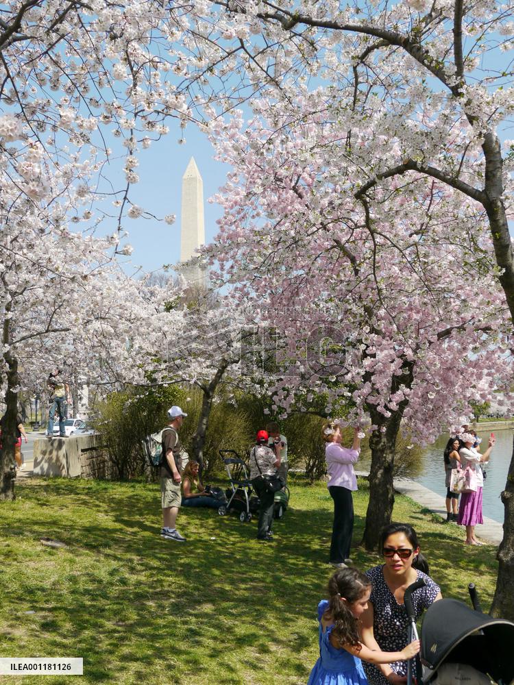 Cherry blossoms in Washington