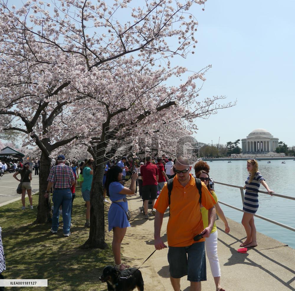 Cherry blossoms in Washington