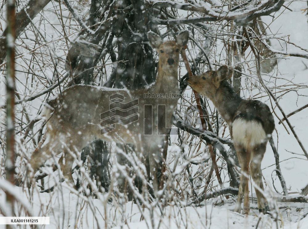 Woman aims to mitigate deer damage to crops
