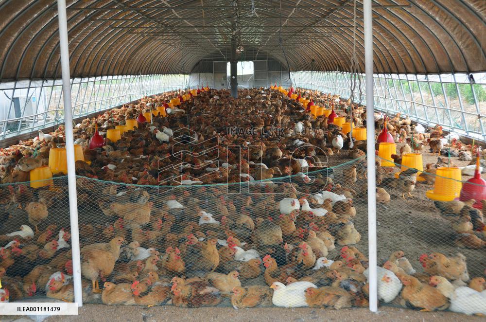 Bird flu in China