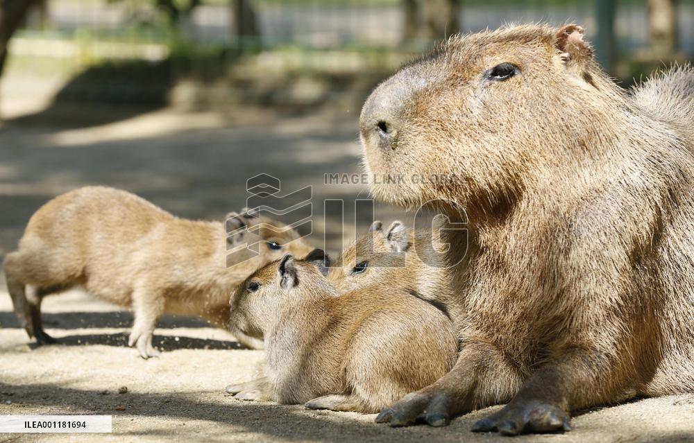 Capybara triplets
