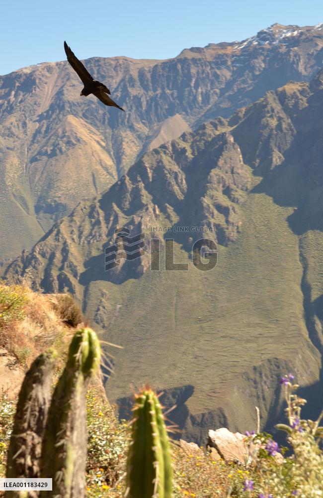 Andean condors in Peru