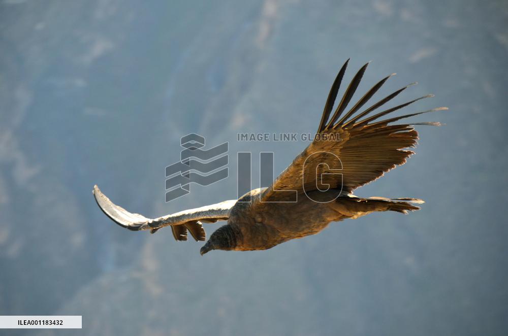 Andean condors in Peru
