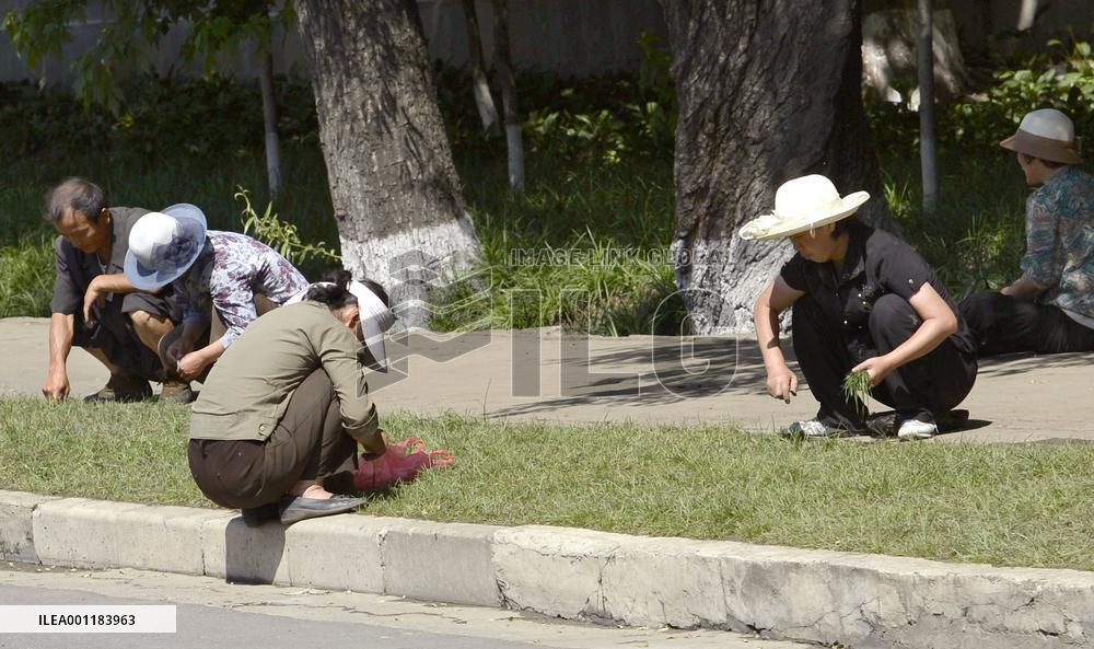 Grass in N. Korea