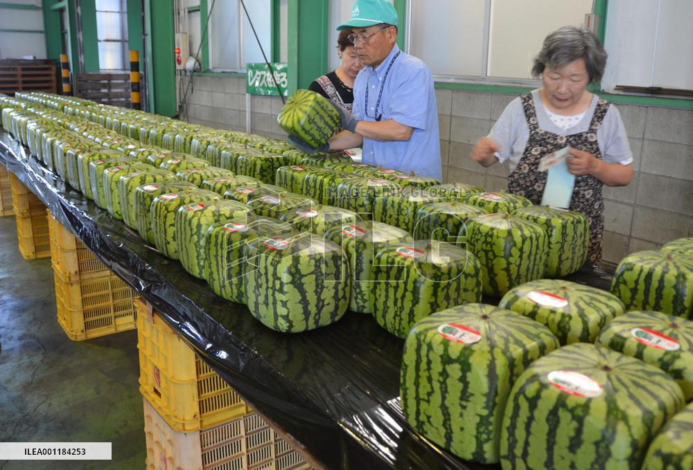 Squre watermelons
