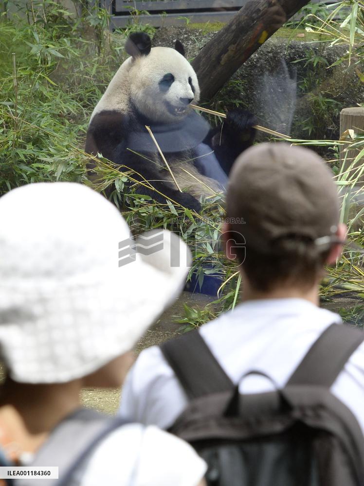 Panda on display again