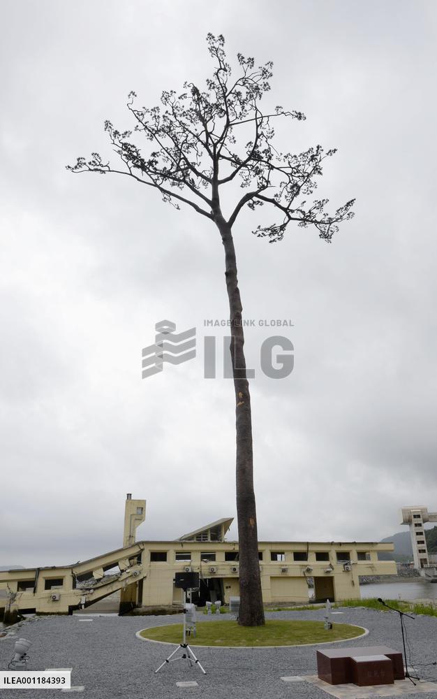 Miracle pine preservation