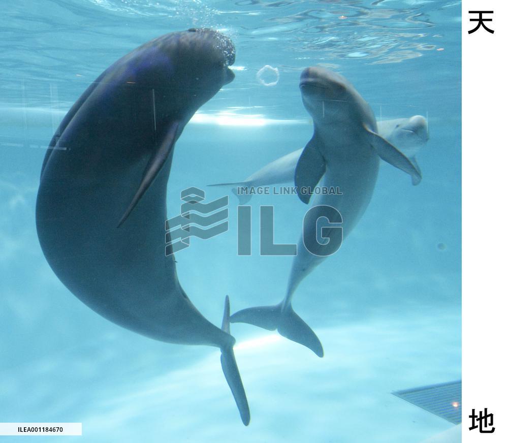 Porpoises' bubble ring relay