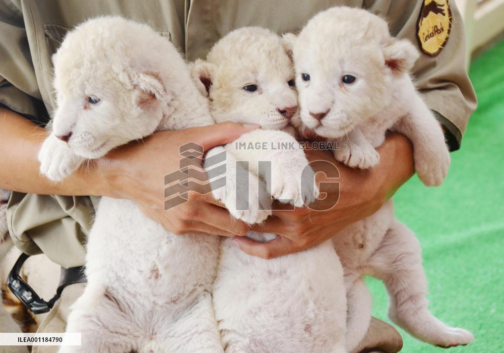 White lion cubs