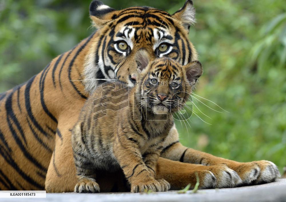 Tiger cubs at Sendai zoo