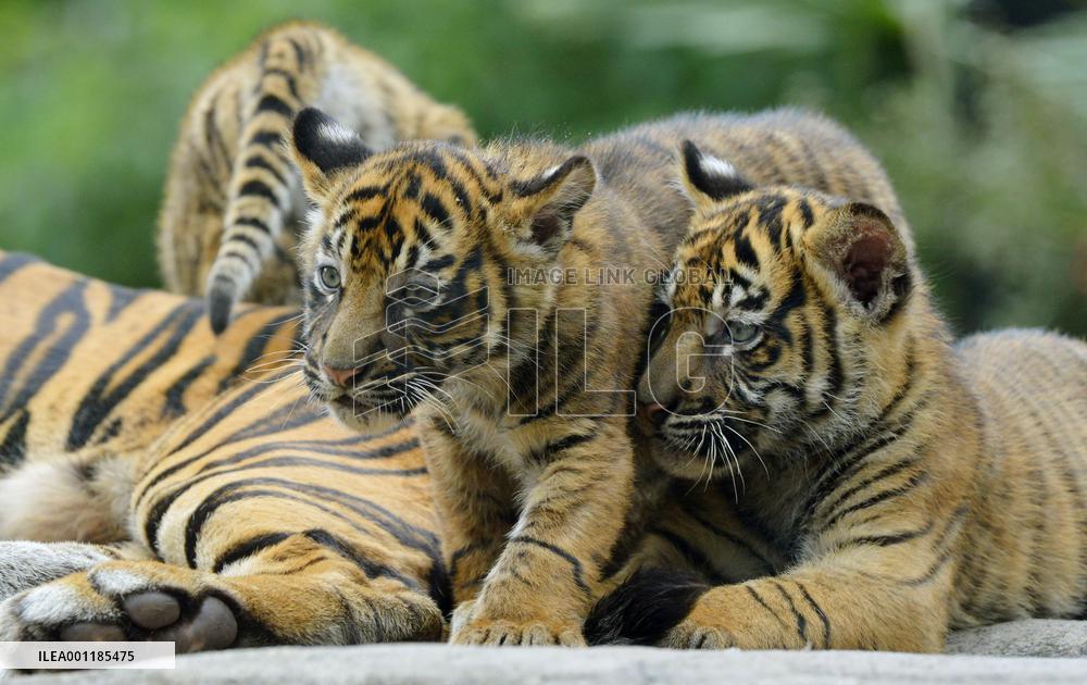 Tiger cubs at Sendai zoo