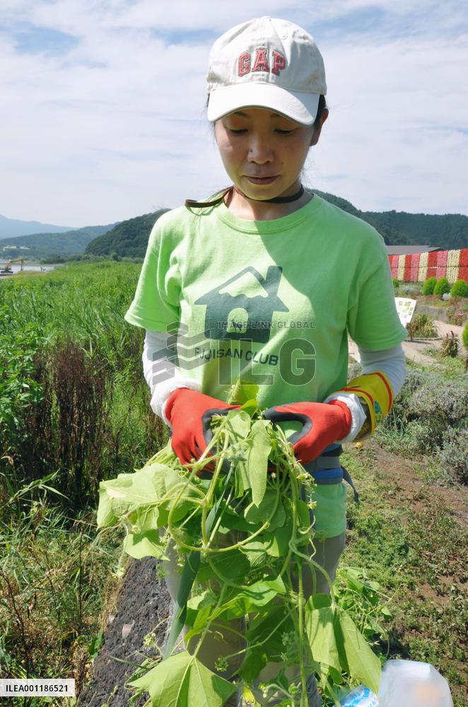 Ecosystem of Mt. Fuji threatened by alien plants