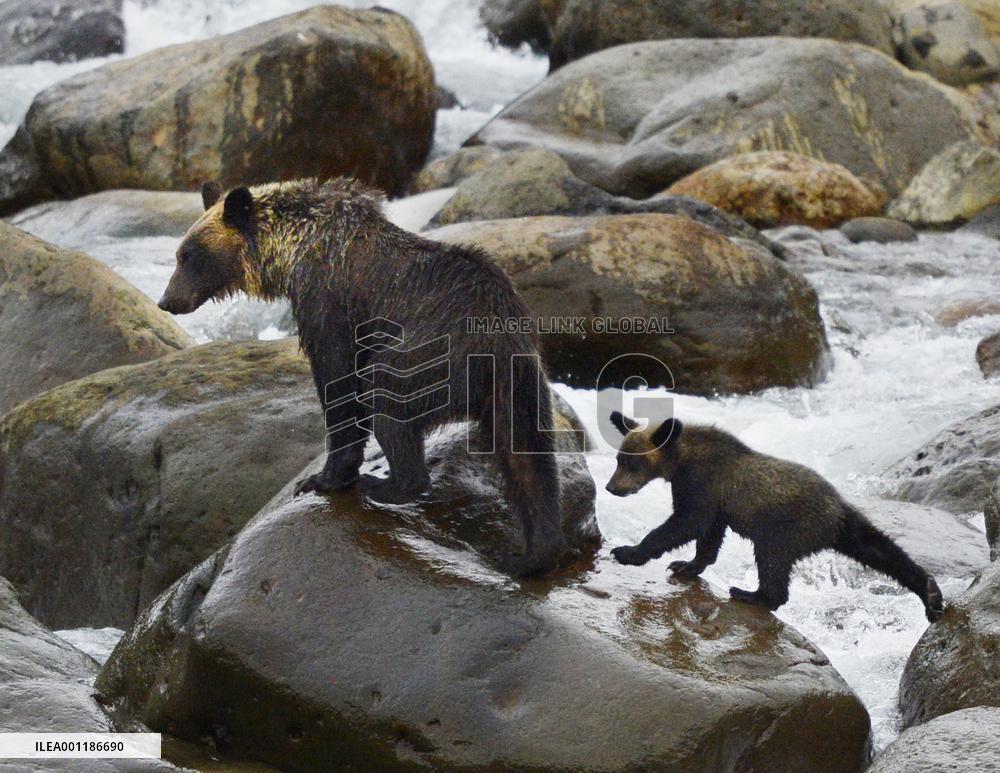 Brown bears in Hokkaido