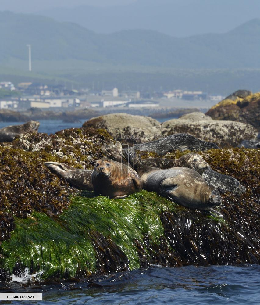 Common seals in Hokkaido