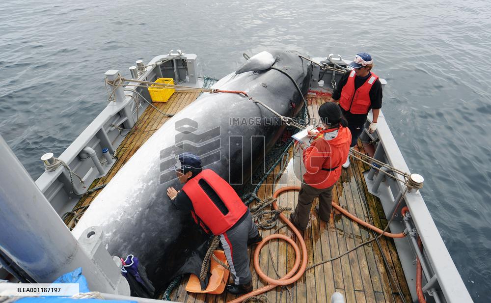 Japan's research whaling