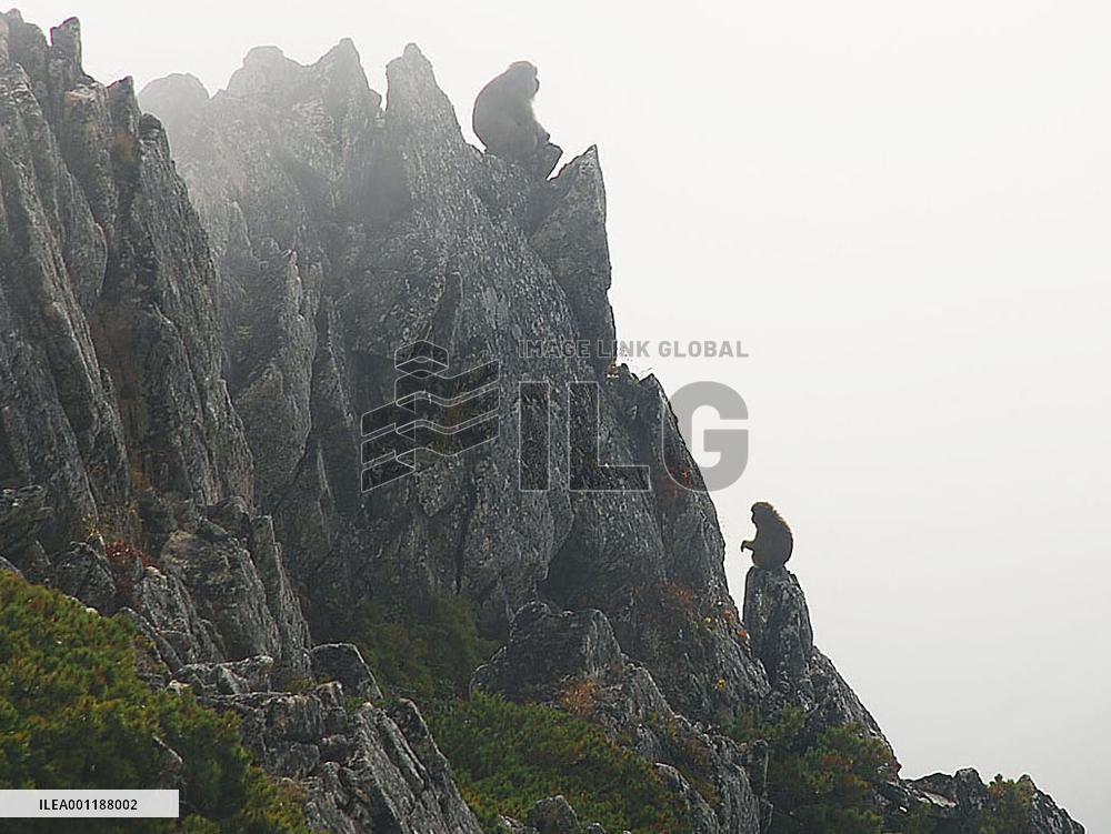 Monkeys in alpine areas