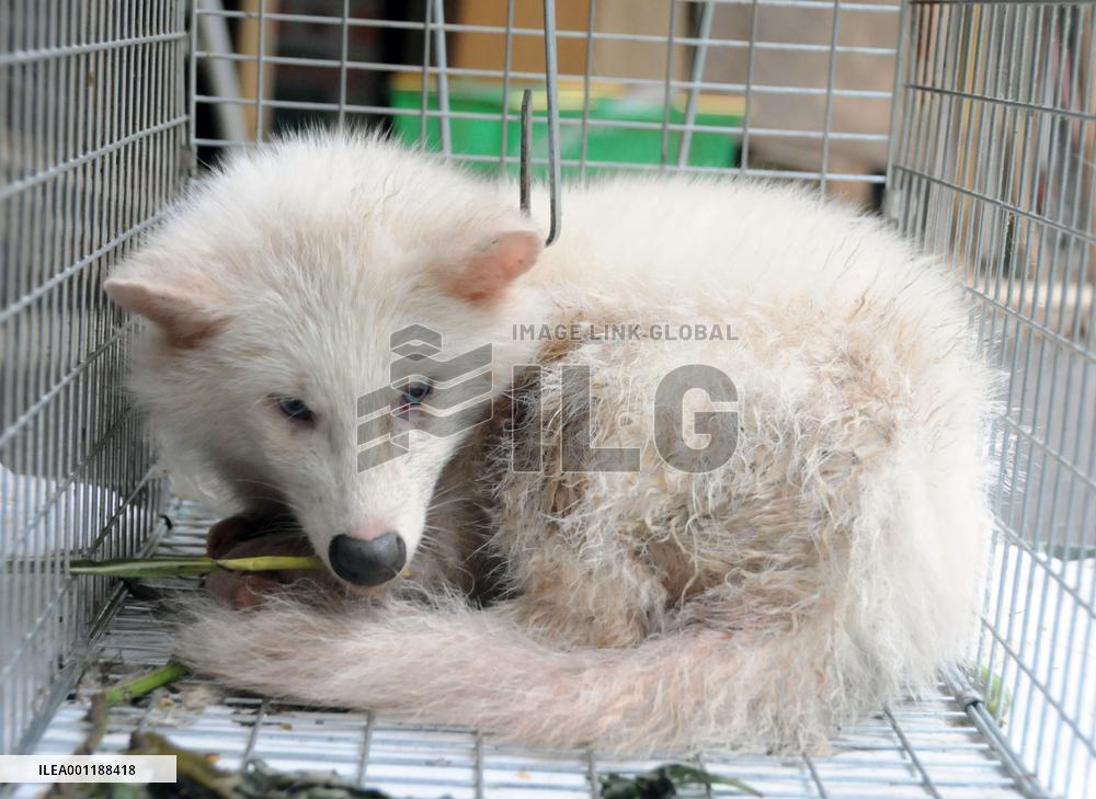 All-white raccoon dog