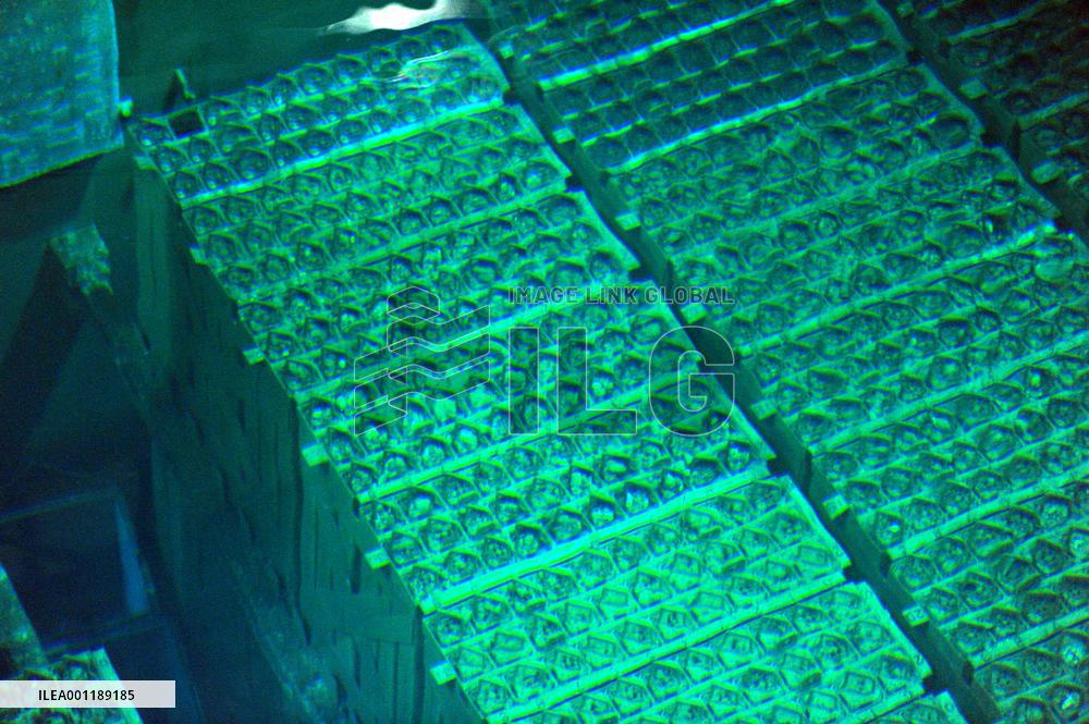 Fukushima nuclear plant