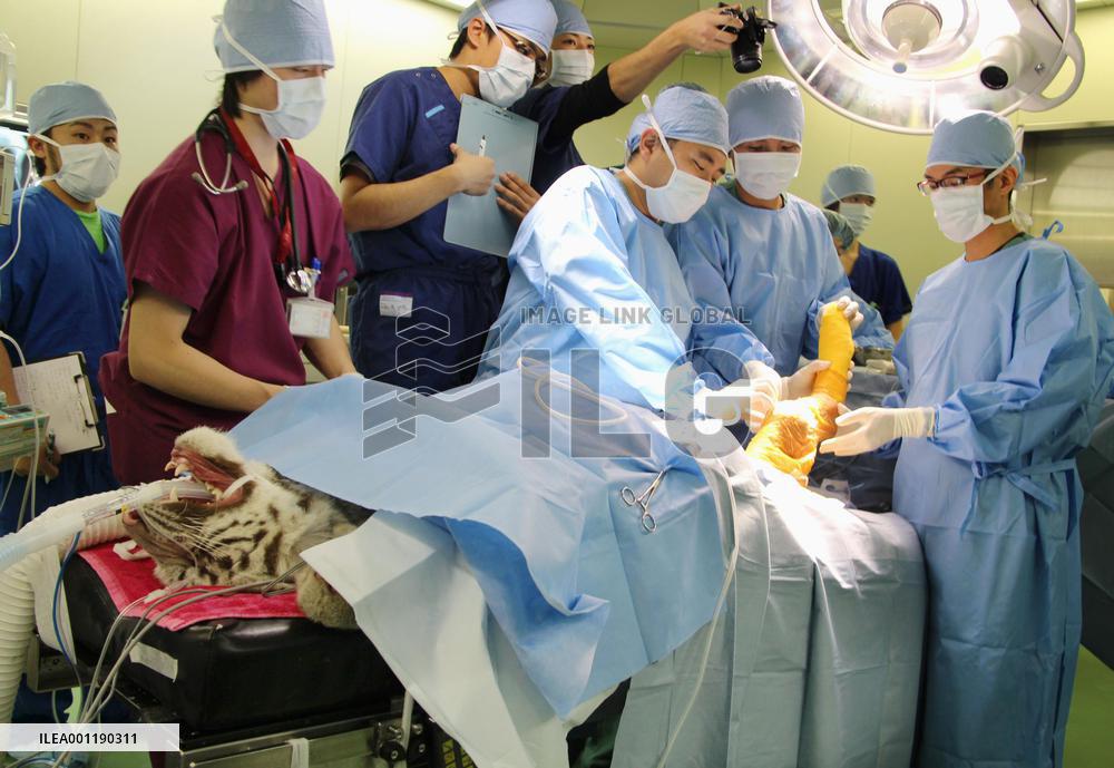White tiger undergoes knee surgery
