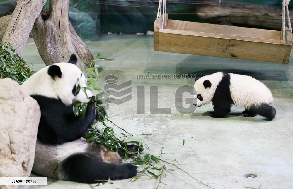 Taiwan panda cub