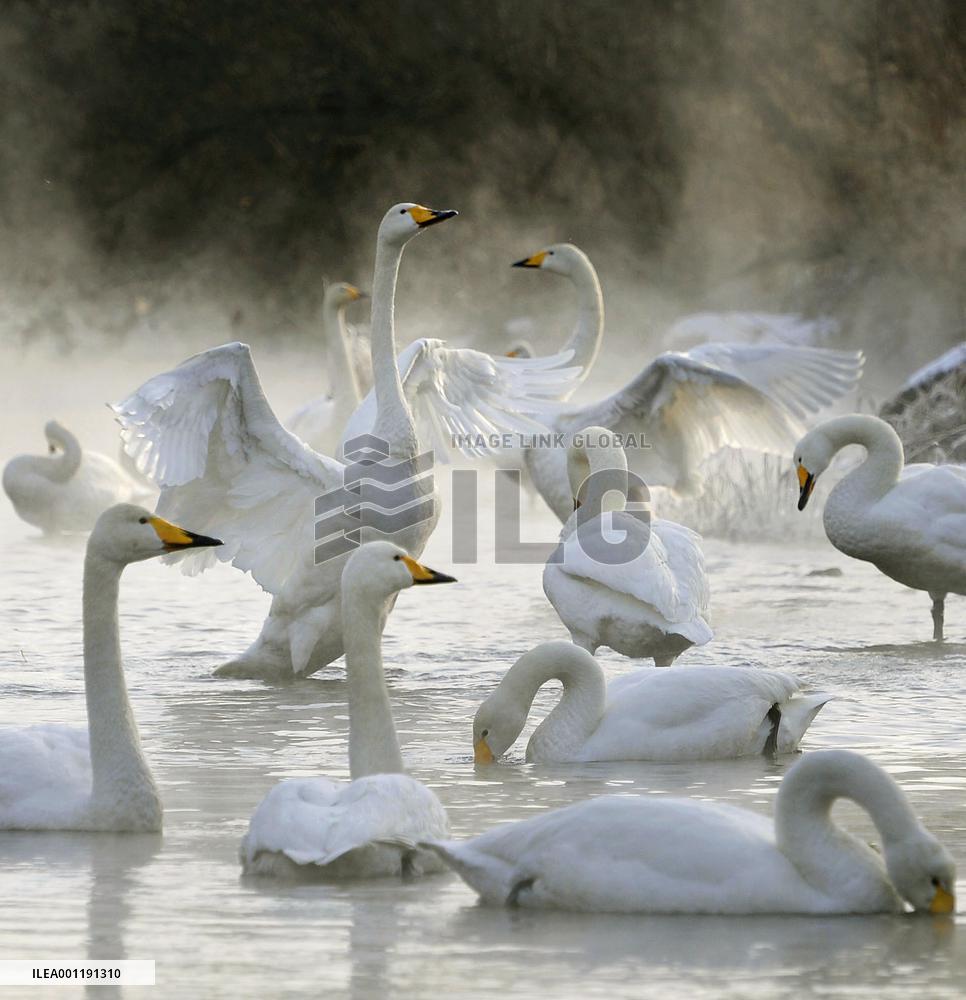 Swans in northern Japan