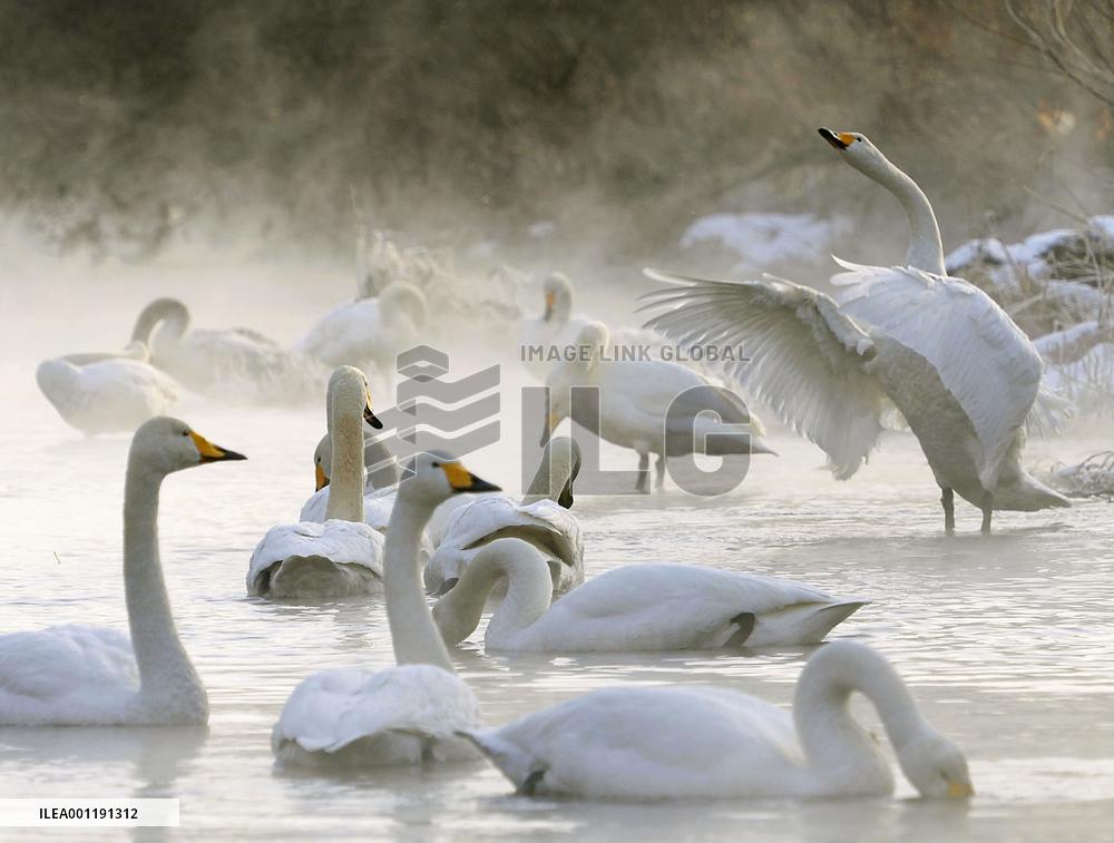Swans in northern Japan