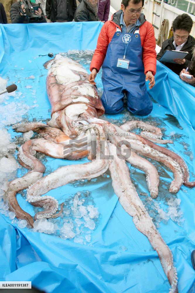 Giant squid