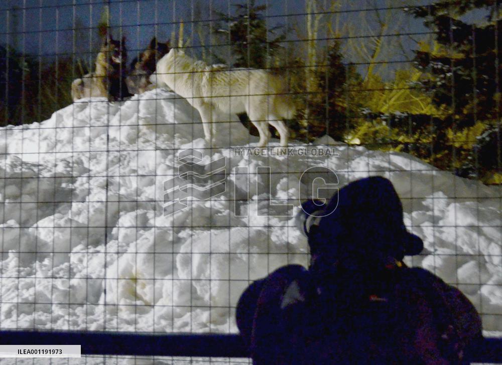 Timber wolves become active at night at Japanese zoo