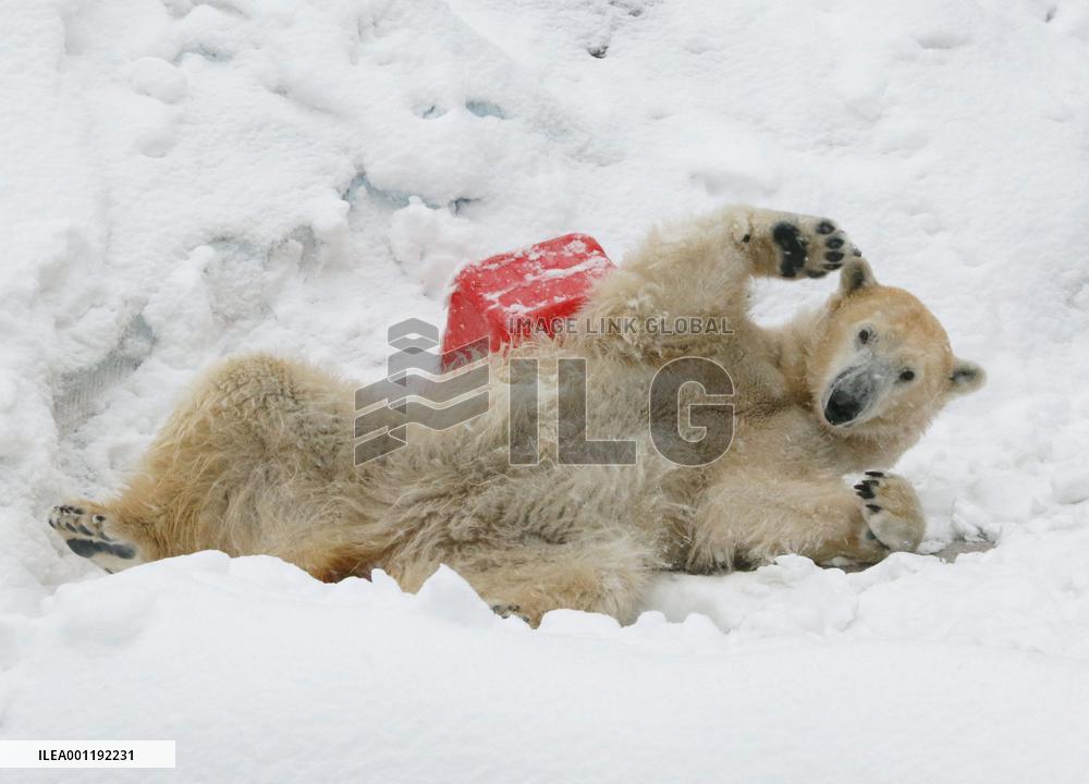 Polar bear enjoys heavy snow in Tokyo