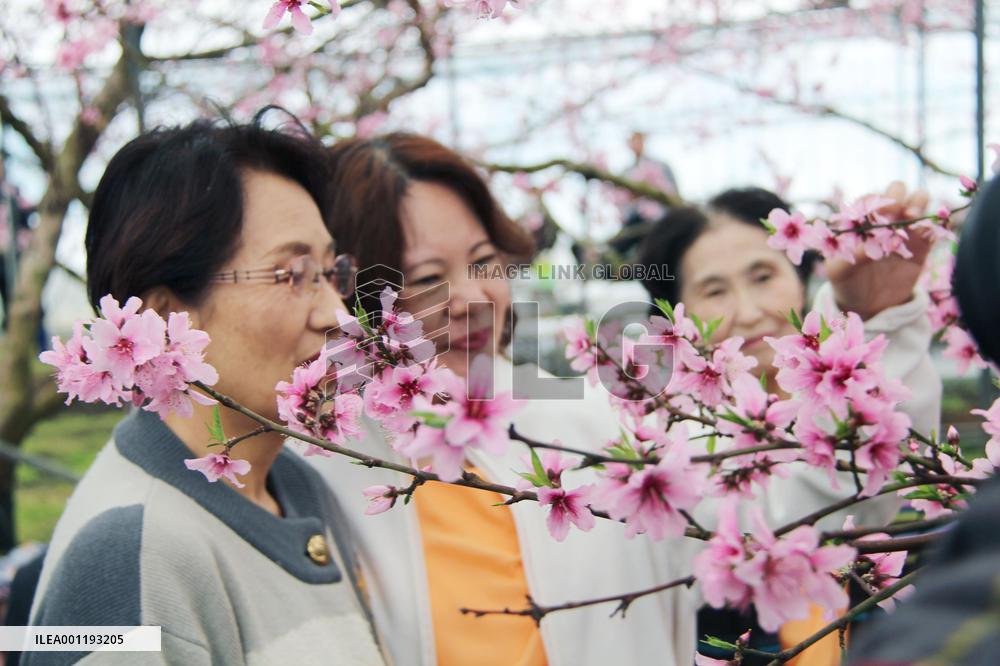 Greenhouse peach flowers bloom in central Japan