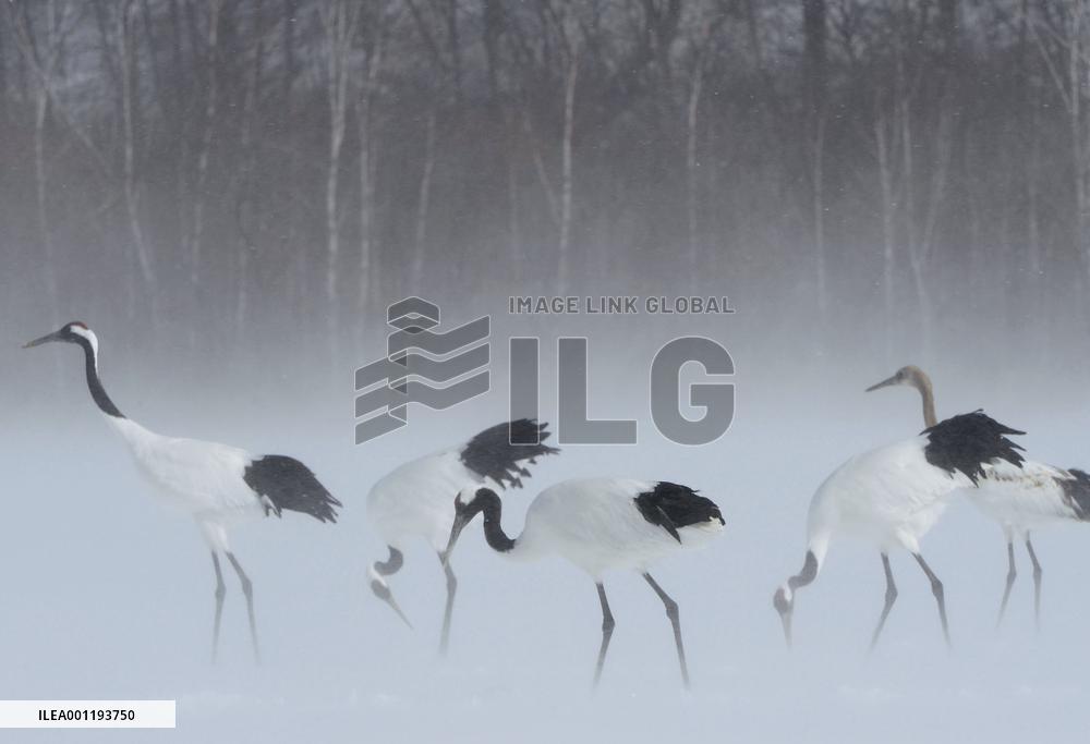 Japanese cranes endure drifting snow in Kushiro wetland