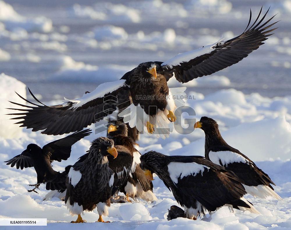 Sea eagles in northern Japan