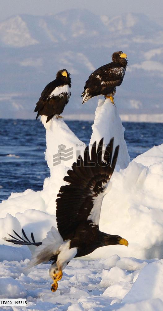 Sea eagles in northern Japan