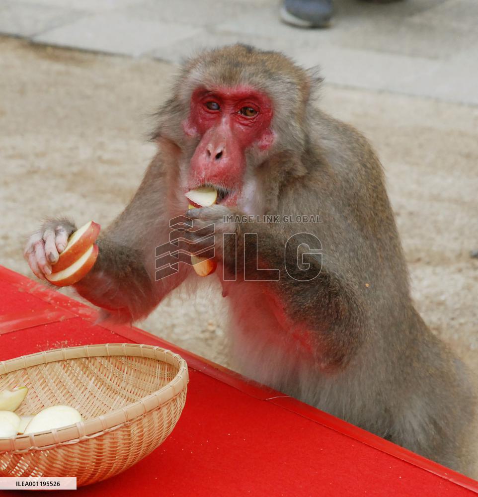 Japanese mountain park's monkey colony gets new boss