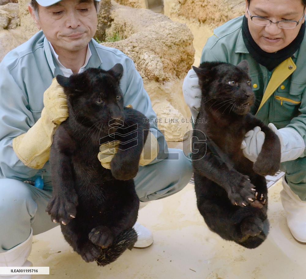 Twin baby black jaguars debut at Kobe zoo in Japan