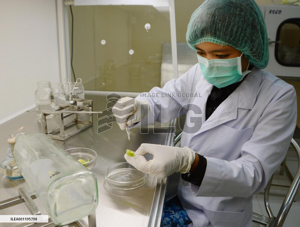 Research under way at orchid preservation center in Yangon