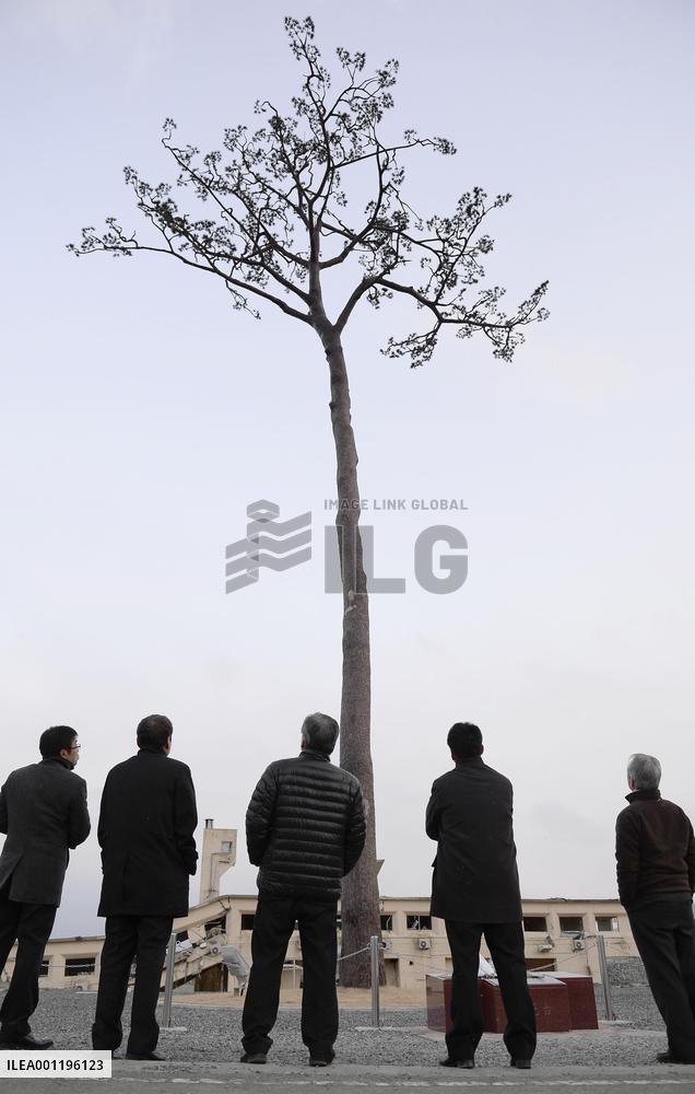 'Miracle pine' 3 yrs after disaster