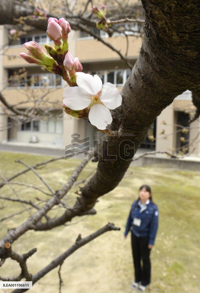 Cherry blossoms bloom in Fukuoka