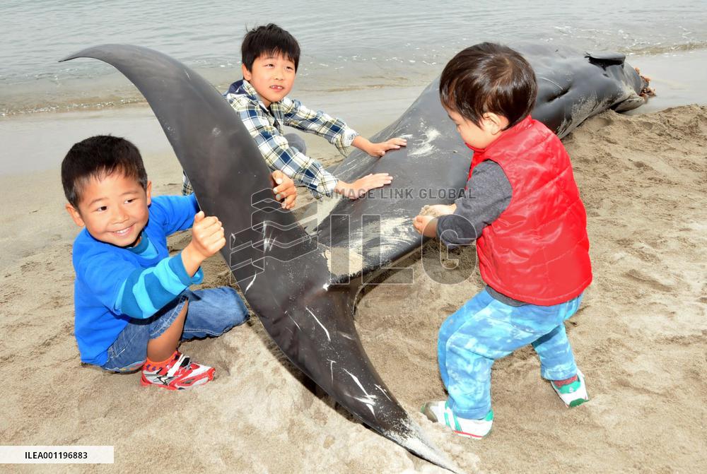Children touch whale on shore of Tottori Pref.