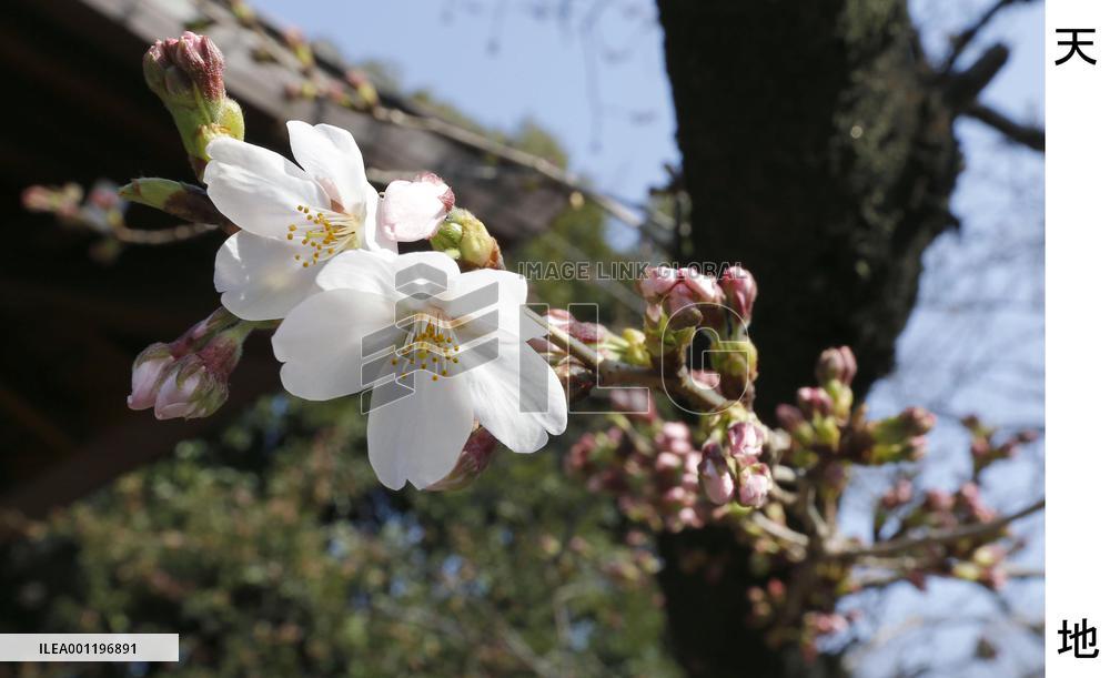 Cherry blossoms in Tokyo