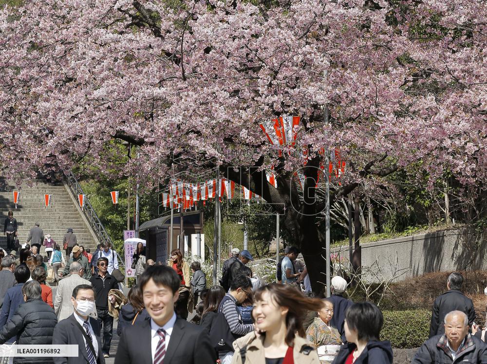 Cherry blossoms in Tokyo