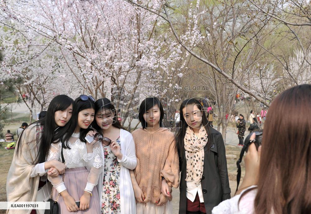 Cherry blossoms draw crowds to Beijing's Yuyuantan Park