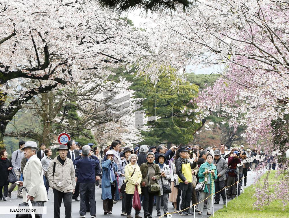 Cherry blossoms at Imperial Palace